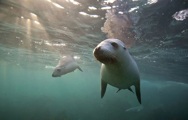 Two Baby Sea lions