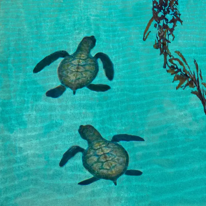 Framed Print : Baby Sea Turtles Framed Print : Baby Sea Turtles