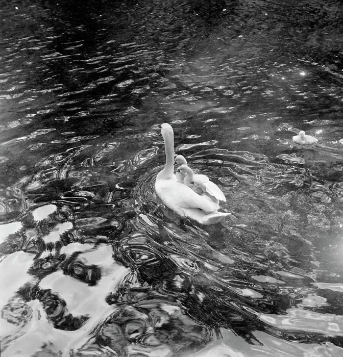 Framed Print : Baby Swans Ride on Mother's Back Framed Print : Baby Swans Ride on Mother's Back