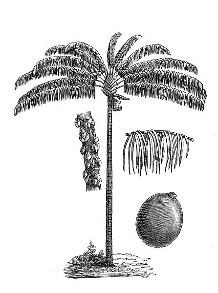 Bacaba or palma milpesos or just milpesos (oenocarpus distichus)