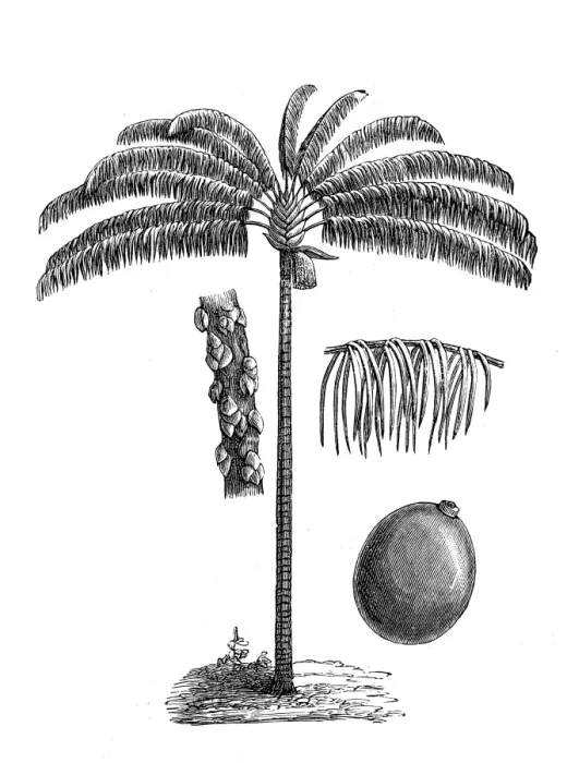 Framed Print : Bacaba or palma milpesos or just milpesos (oenocarpus distichus)
