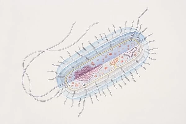 Bacillus bacterial genus