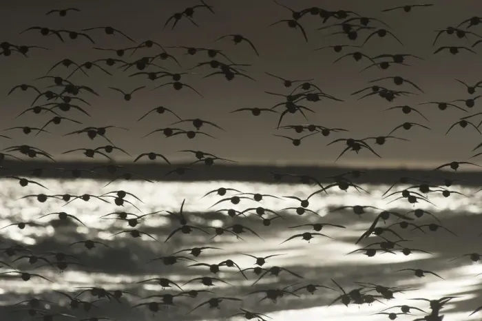 Framed Print : Back-lit dunlin flight and shoreline Framed Print : Back-lit dunlin flight and shoreline