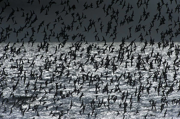 Back-lit flock of dunlin in flight over ocean