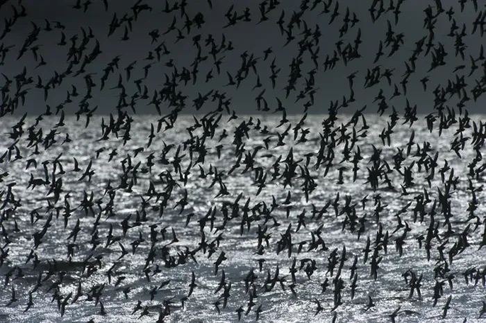 Framed Print : Back-lit flock of dunlin in flight over ocean Framed Print : Back-lit flock of dunlin in flight over ocean