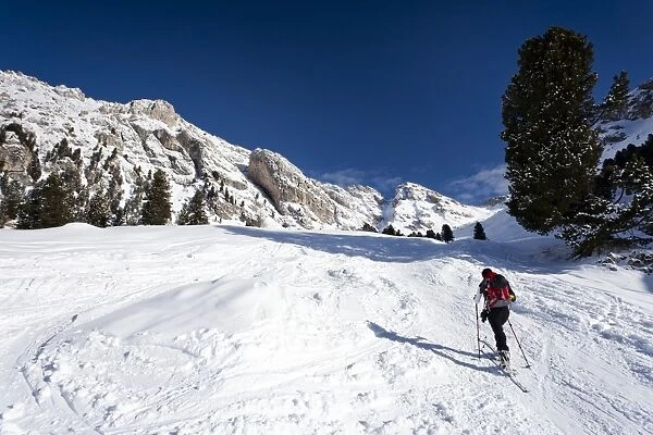 Backcountry skier near Woerndle-Loch-Alm alp, during the ascent to the peak of Zendleser Kofel mountain, in the Villnoesstal valley above Zanser Alm alp, province of Bolzano-Bozen, Italy, Europe