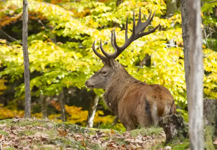 Framed Print : background, buck, bull elk, caribou, cervus, color, fall, isolated, male, natural
