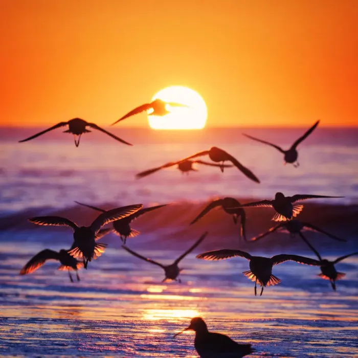 Framed Print : Backlit Birds Against the Sunrise at Jones Beach, Long Island Framed Print : Backlit Birds Against the Sunrise at Jones Beach, Long Island