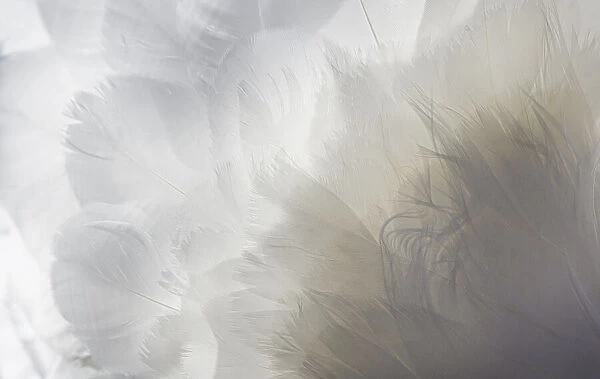 Backlit Feathers and Textures of a Mute Swan in Massapequa