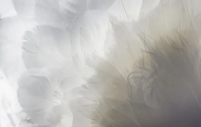 Framed Print : Backlit Feathers and Textures of a Mute Swan in Massapequa Framed Print : Backlit Feathers and Textures of a Mute Swan in Massapequa