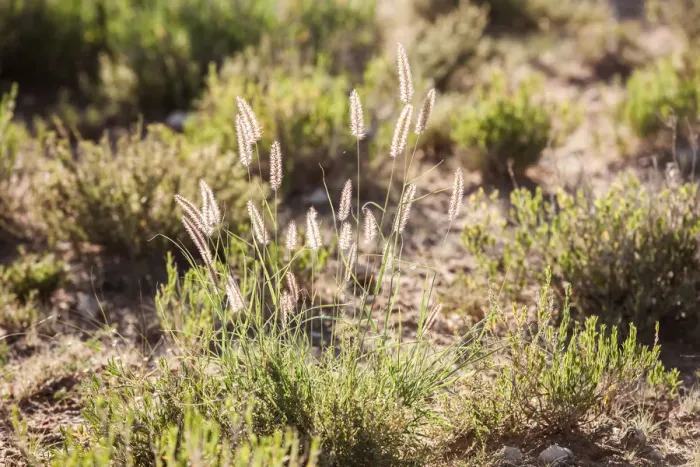 Framed Print : Backlit grass, Kgalagadi Transfrontier Park, South Africa