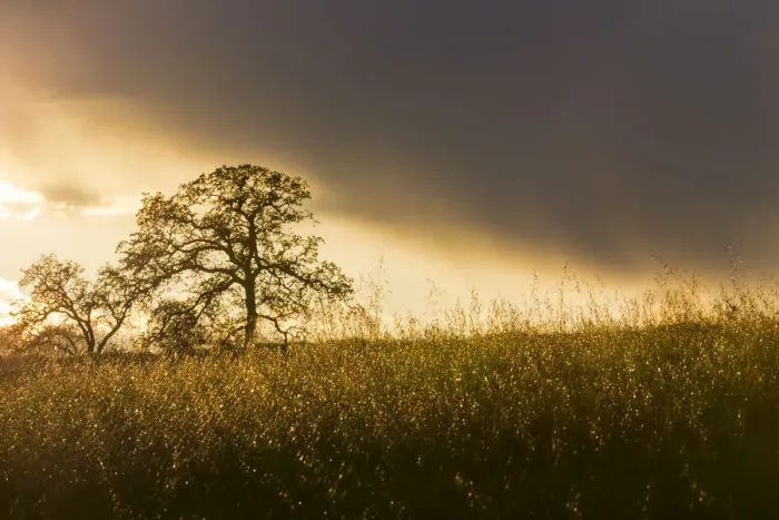Framed Print : Backlit oak trees and grass at sunset near Black Butte Lake, California, USA