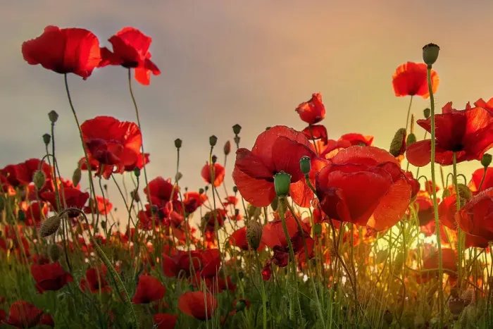 Framed Print : Backlit poppies Framed Print : Backlit poppies
