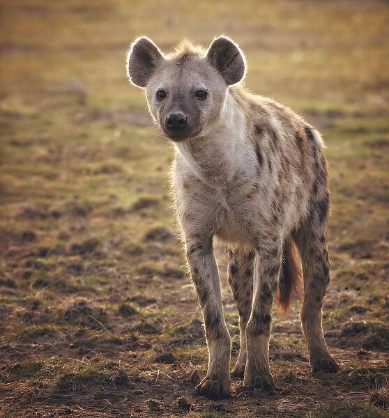 Backlit Portrait of a Hyena in Amboseli