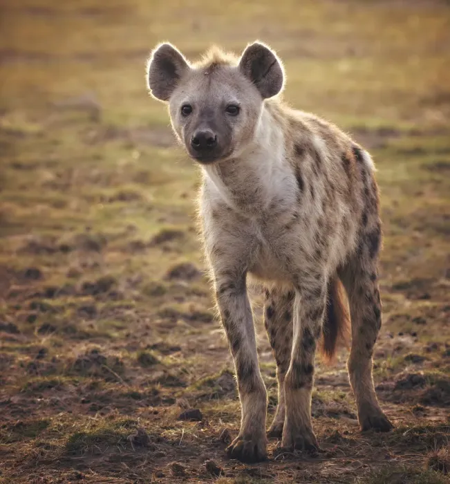 Framed Print : Backlit Portrait of a Hyena in Amboseli Framed Print : Backlit Portrait of a Hyena in Amboseli