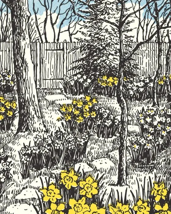 Framed Print : Backyard Garden with Daffodils Framed Print : Backyard Garden with Daffodils