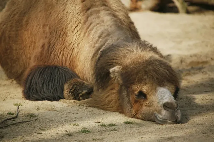 Framed Print : Bactrian Camel -Camelus ferus-, resting in the sand Framed Print : Bactrian Camel -Camelus ferus-, resting in the sand