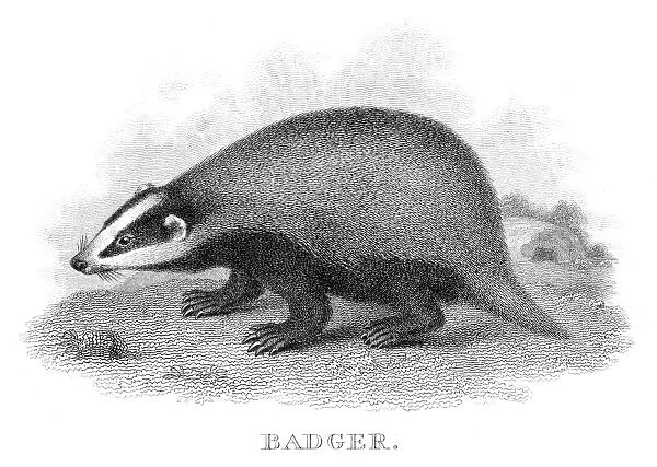 Badger engraving 1812