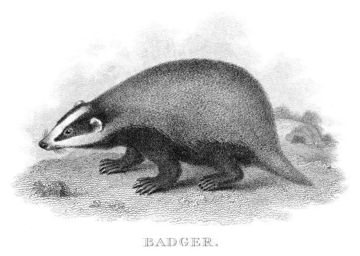 Framed Print : Badger engraving 1812 Framed Print : Badger engraving 1812
