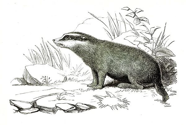 Badger engraving 1851