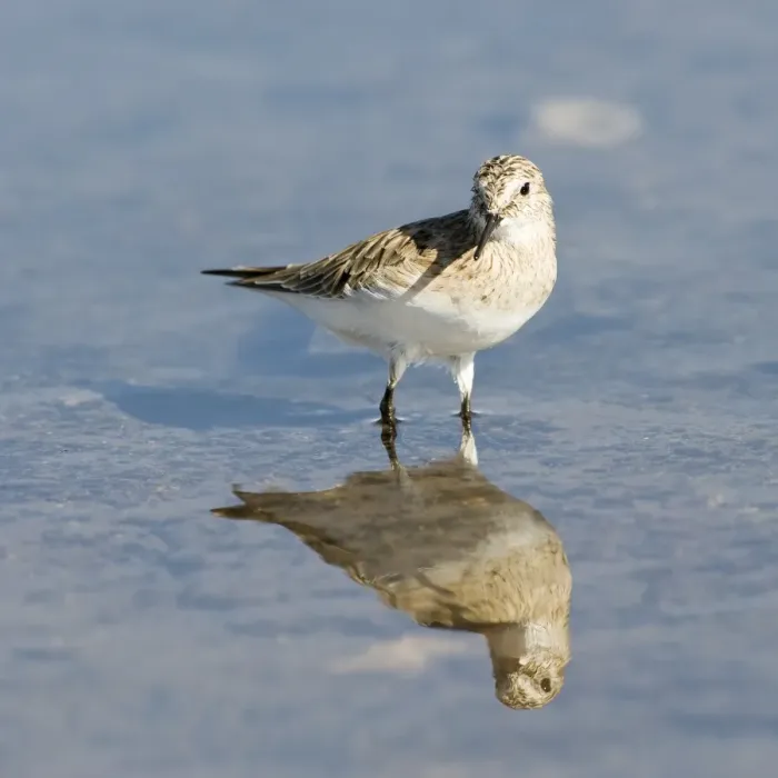 Framed Print : Bairds Sandpiper (Calidris bairdii), Laguna de Chaxa, Atacama desert, Antofagasta region, Chile, South America Framed Print : Bairds Sandpiper (Calidris bairdii), Laguna de Chaxa, Atacama desert, Antofagasta region, Chile, South America