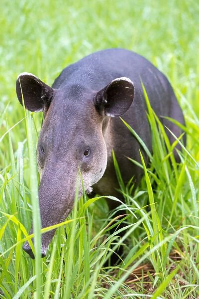 Bairds Tapir (Tapirus bairdii), Corcovado National Park, Costa RIca