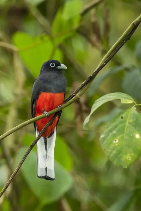 Framed Print : Bairds trogon Framed Print : Bairds trogon