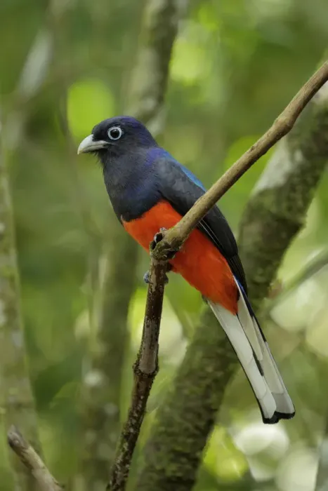 Framed Print : Bairds Trogon Framed Print : Bairds Trogon