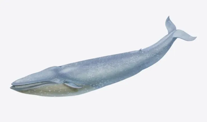 Framed Print : Balaenoptera musculus, Blue Whale, side view Framed Print : Balaenoptera musculus, Blue Whale, side view