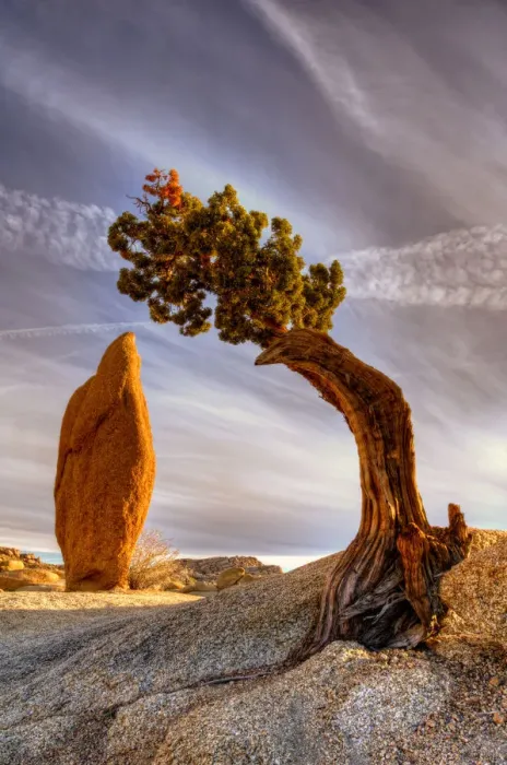 Framed Print : Balance rock and bonzai tree