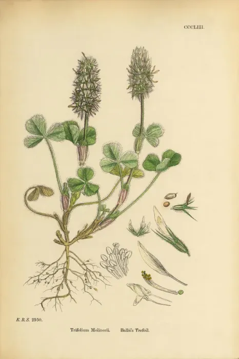 Framed Print : Balbias Trefoil, Trifolium Molinerii, Victorian Botanical Illustration, 1863 Framed Print : Balbias Trefoil, Trifolium Molinerii, Victorian Botanical Illustration, 1863