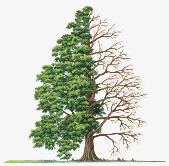 Framed Print : bald-cypress, bare tree, botany, branch, change, conifer, cut out, day, deciduous Framed Print : bald-cypress, bare tree, botany, branch, change, conifer, cut out, day, deciduous