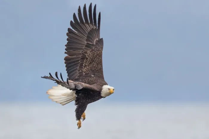 Framed Print : Bald Eagle