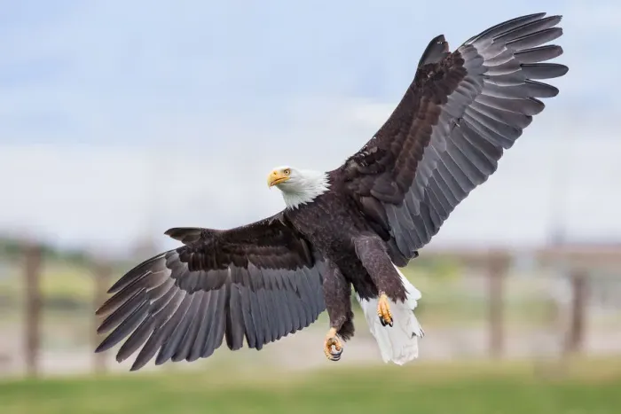 Framed Print : Bald Eagle Framed Print : Bald Eagle