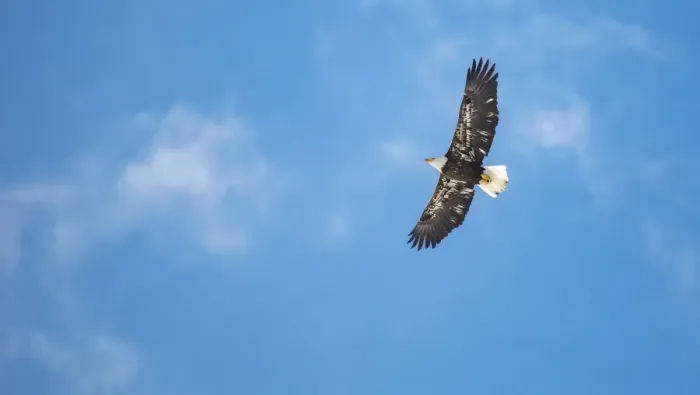Framed Print : Bald Eagle