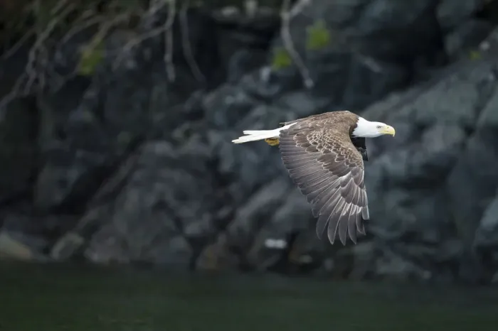 Framed Print : Bald Eagle, BC, Canada