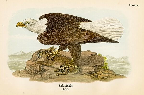 Bald eagle bird lithograph 1890