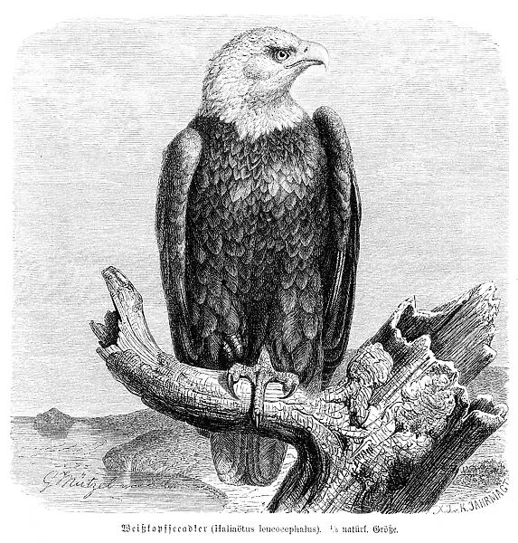Bald eagle engraving 1892