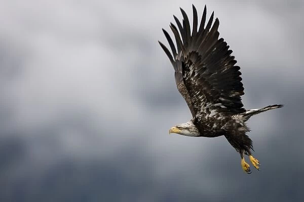 Bald Eagle in Flight, Alaska