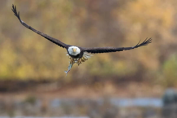 Fresh. A bald eagle with a fresh caught fish