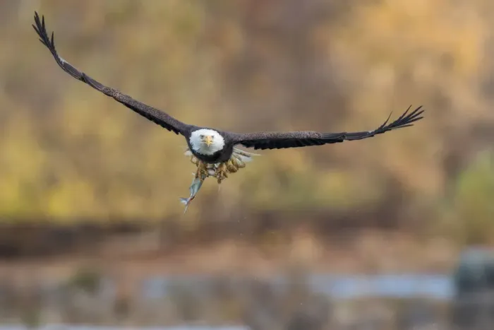 Framed Print : Fresh. A bald eagle with a fresh caught fish