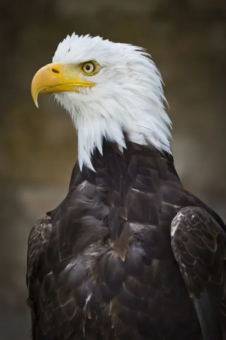 Framed Print : Bald Eagle -Haliaeetus leucocephalus-, captive, Bavaria, Germany Framed Print : Bald Eagle -Haliaeetus leucocephalus-, captive, Bavaria, Germany