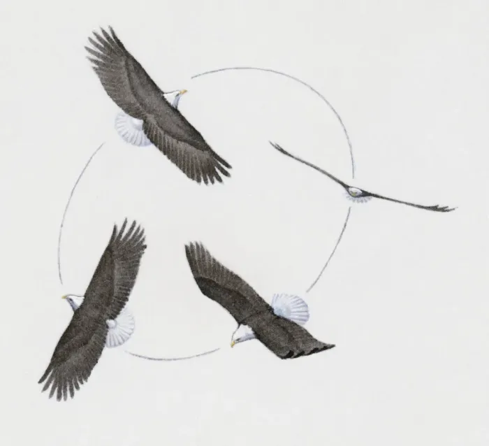 Framed Print : Bald Eagle (Haliaeetus leucocephalus), four birds of prey circling in thermals with powerful spread wings