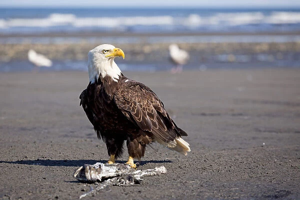 Bald Eagle -Haliaeetus leucocephalus- on the beach at Anchor Point on the Cook Inlet, Kenai Peninsula, Alaska, USA