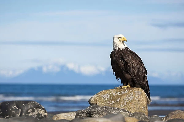 Bald Eagle -Haliaeetus leucocephalus- on the beach of Anchor Point, Kenai Peninsula, Alaska, United States