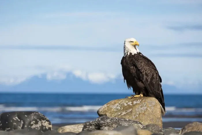 Framed Print : Bald Eagle -Haliaeetus leucocephalus- on the beach of Anchor Point, Kenai Peninsula, Alaska, United States Framed Print : Bald Eagle -Haliaeetus leucocephalus- on the beach of Anchor Point, Kenai Peninsula, Alaska, United States