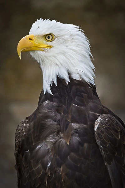 Bald Eagle -Haliaeetus leucocephalus-, captive, Bavaria, Germany