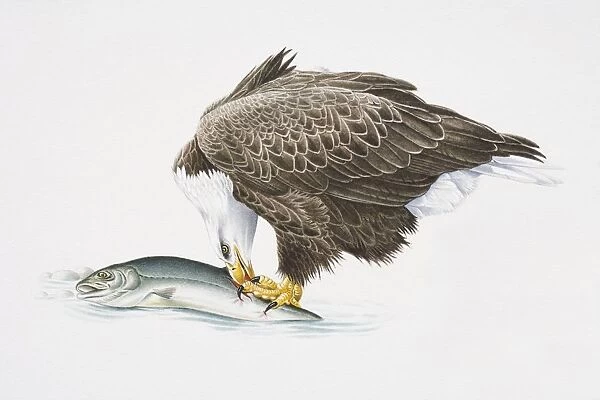 Bald Eagle, Haliaeetus leucocephalus, eating fish