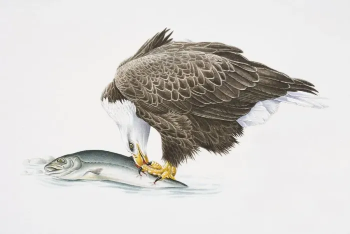 Framed Print : Bald Eagle, Haliaeetus leucocephalus, eating fish