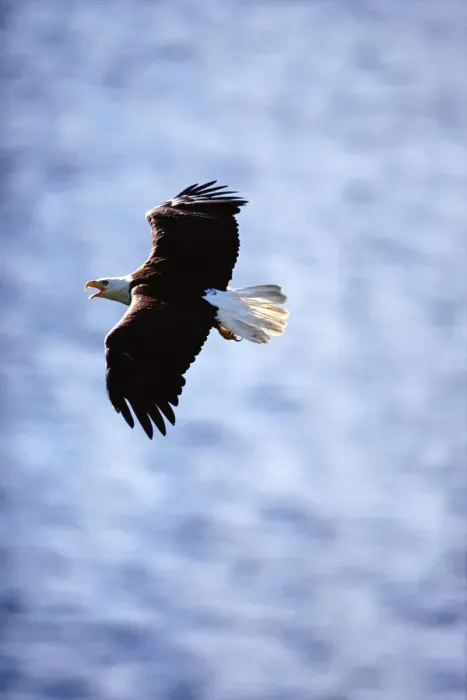 Framed Print : Bald eagle (Haliaeetus leucocephalus) in flight